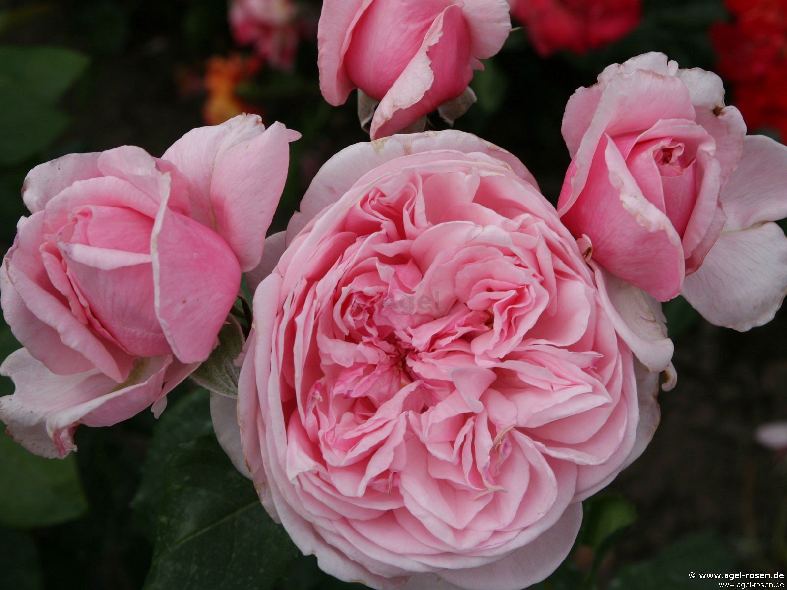 Rose ‘Kiss me Kate‘ (5-Liter Topf)