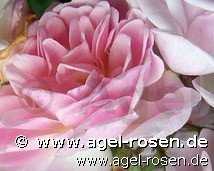 Rose ‘Kloster Altzella‘ (wurzelnackte Rose)