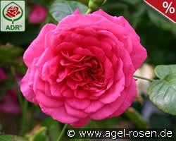 Laguna kaufen, clicken für mehr Details Laguna