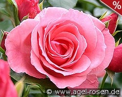 Lawinia kaufen, clicken für mehr Details Lawinia