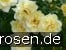 Leverkusen