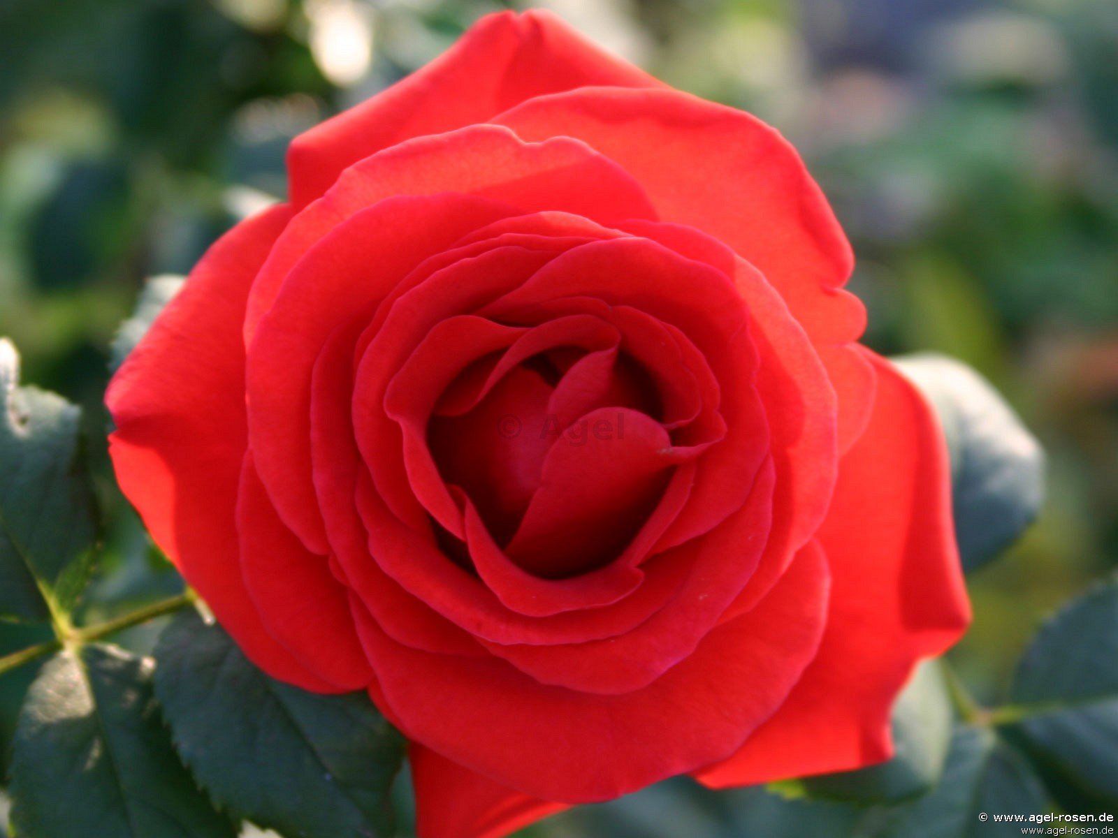 Rose ‘Liliana‘ (wurzelnackte Rose)