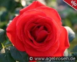 Liliana kaufen, clicken für mehr Details Liliana