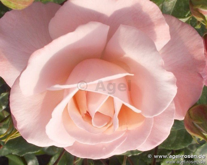 Rose ‘Mamma Mia‘ (3-Liter Topf)