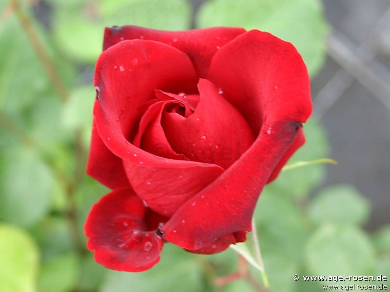 Rose ‘Messire Delbard‘ (wurzelnackte Rose)