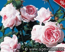 Nahéma kaufen, clicken für mehr Details Nahéma