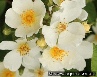 Natura Siluetta