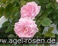 New Dawn Nostalgie