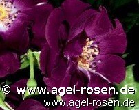 Rose ‘Night Owl‘ (5-Liter Topf)