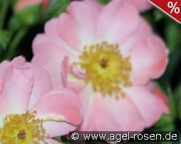 Open Arms kaufen, clicken für mehr Details Open Arms