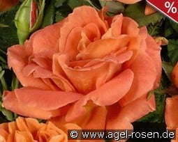 Orange Dawn kaufen, clicken für mehr Details Orange Dawn