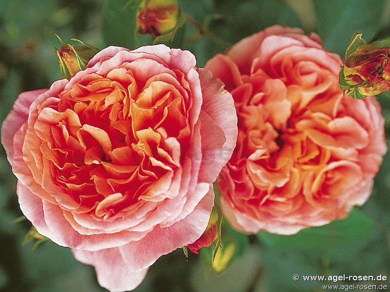Rose ‘Papi Delbard‘ (wurzelnackte Rose)