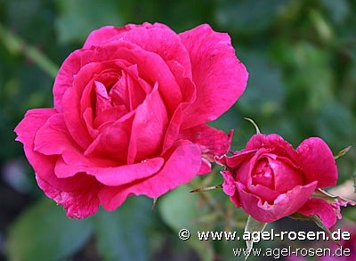 Rose ‘Parade-Rose 1953‘ (wurzelnackte Rose)