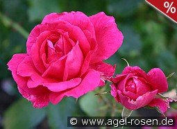 Parade-Rose 1953