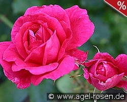 Parade-Rose 1953 kaufen, clicken für mehr Details Parade-Rose 1953