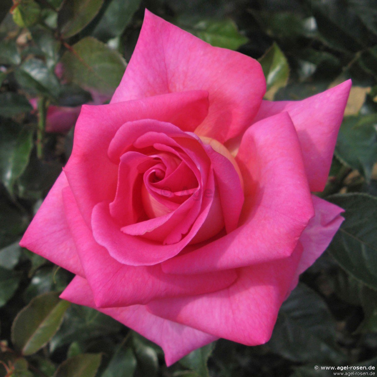 Rose ‘Parfum Royal Climbing‘ (wurzelnackte Rose)