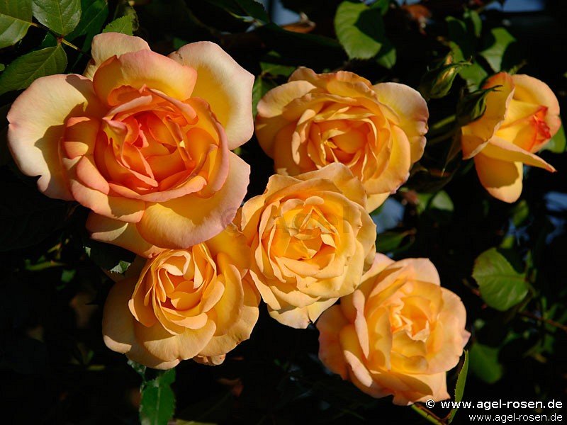 Rose ‘Parure d‘Or‘ (wurzelnackte Rose)
