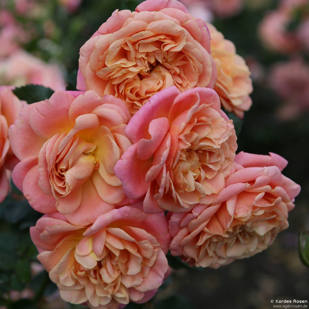 Rose ‘Peach Melba‘ (wurzelnackte Rose)