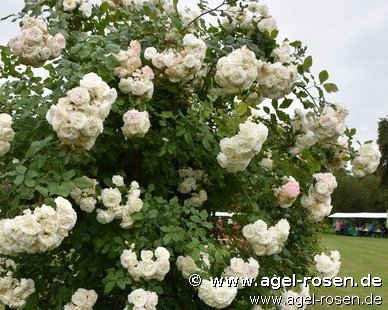 Rose ‘Perfume Dreams‘ (wurzelnackte Rose)