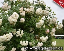 Perfume Dreams kaufen, clicken für mehr Details Perfume Dreams