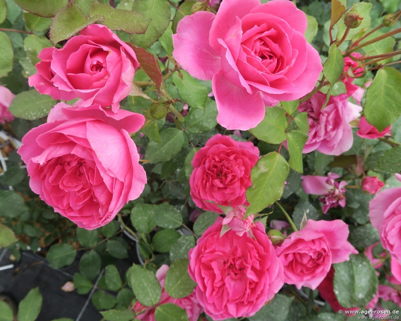 Pink Cloud kaufen – Kletterrose – AGEL ROSEN