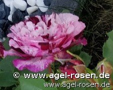 Rose ‘Purple Splash‘ (wurzelnackte Rose)