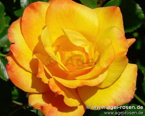 Rose ‘Redova‘ (wurzelnackte Rose)
