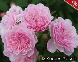 Romantic Siluetta kaufen, clicken für mehr Details Romantic Siluetta
