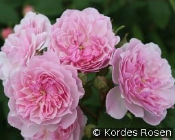 Romantic Siluetta kaufen, clicken für mehr Details Romantic Siluetta