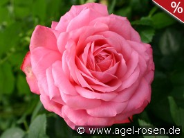 Rosanna