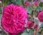 Rose Salma Es-Said