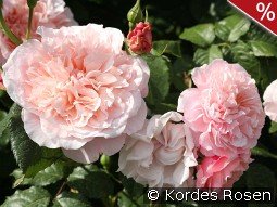 Rose de Tolbiac