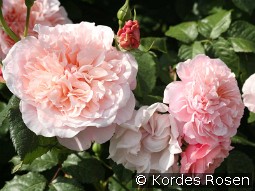 Rose de Tolbiac