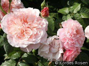Rose de Tolbiac