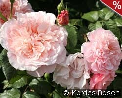 Rose de Tolbiac kaufen, clicken für mehr Details Rose de Tolbiac