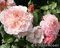 Rose de Tolbiac kaufen, clicken für mehr Details Rose de Tolbiac