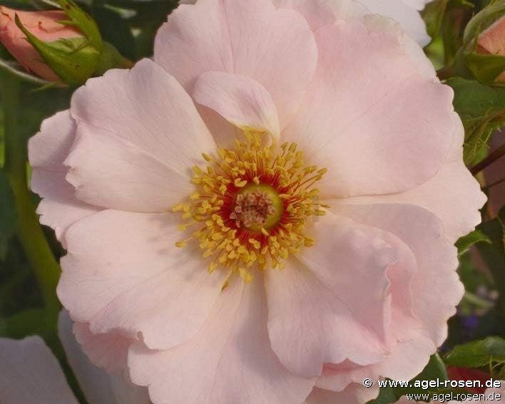 Rose ‘Rosentanz‘ (wurzelnackte Rose)