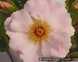 Rosentanz