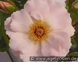 Rosentanz kaufen, clicken für mehr Details Rosentanz