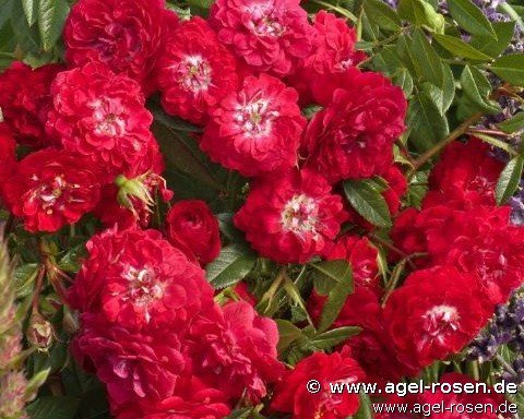 Rose ‘Rosilia‘ (wurzelnackte Rose)