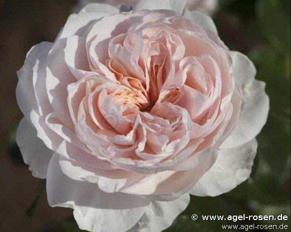 ADR-Rose ‘Sabrina‘ (wurzelnackte Rose)