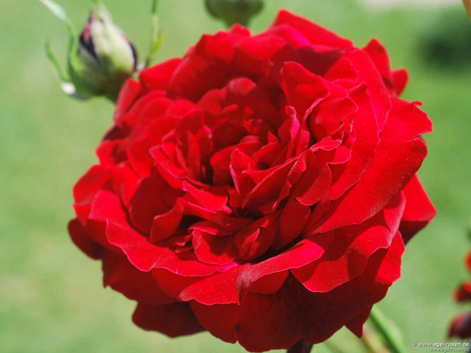 Rose ‘Salammbo‘ (wurzelnackte Rose)