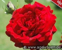 Salammbo kaufen, clicken für mehr Details Salammbo