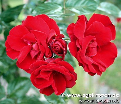 Rose ‘Santana‘ (5-Liter Topf)