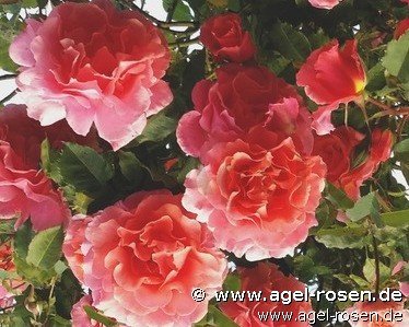 Rose ‘Schloss Bad Homburg‘ (wurzelnackte Rose)