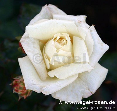 Rose ‘Schneewalzer‘ (8-Liter Topf (Präsentrose))