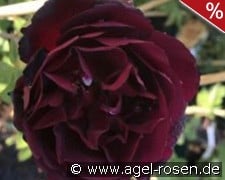 Senegal kaufen, clicken für mehr Details Senegal