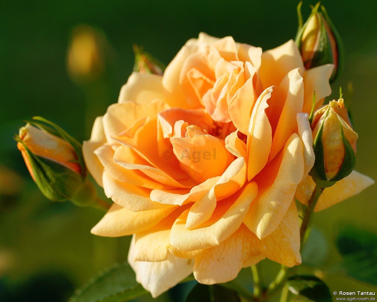 Rose ‘Skyline‘ (wurzelnackte Rose)