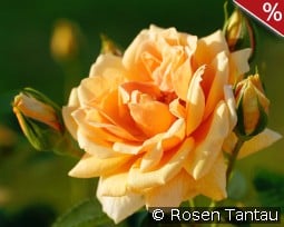 Skyline kaufen, clicken für mehr Details Skyline