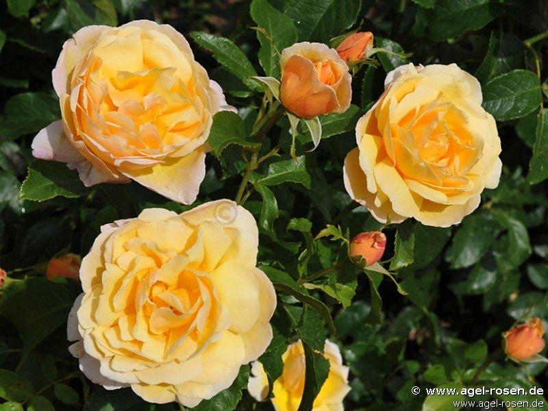 Rose ‘Soleil Vertical‘ (wurzelnackte Rose)